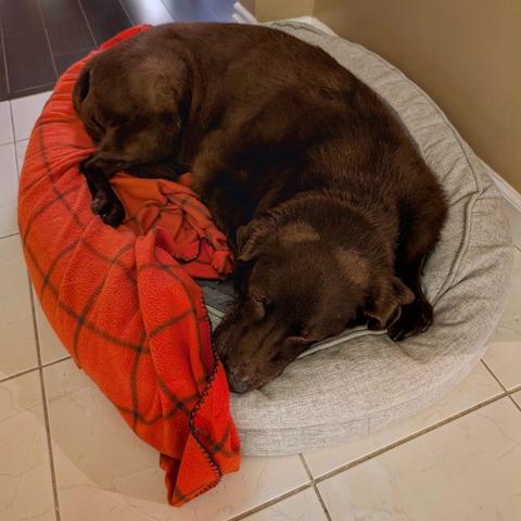 A chocolate lab is sleeping on a bed.