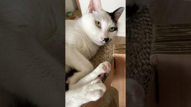 2025/09/27 朝の猫たちの様子