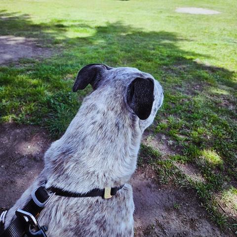 Mia, a grey spotty dog. She's sitting at my feet, looking out at the rest of the farmer's market. It's a sunny day and we're sitting in the shade of a tree.