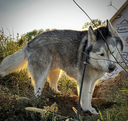 A black and white Siberian husky.