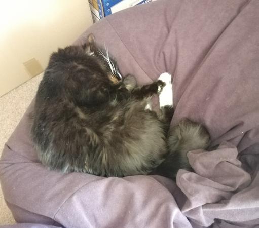 A floofy tuxedo cat snoozes in a relaxed curl on a black bean bag. She looks incredibly comfy and relaxed.