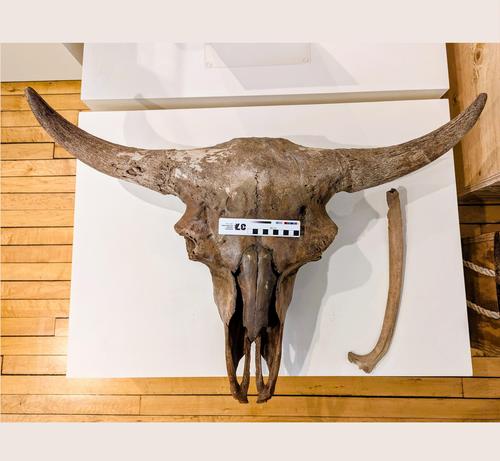 These skulls likely belong to the extinct species Bison occidentalis. Radiocarbon dating of other material from the site yielded a calibrated age of 7,146 ± 25 years BP.