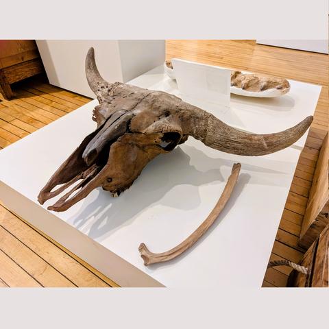 Bison skull #147