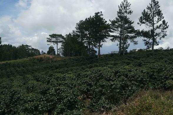 <p class="has-drop-cap">Datu Jeffrey Lamyan, 28, hails from Sitio Datal Bonlangon, a small settlement where life is bare, located inside the ancestral domain of Tboli Manobos in the village of Ned in South Cotabato. He believes in the oft-repeated maxim, “Land is life,” even after surviving a military operation in 2017 that killed eight indigenous people from their village.</p>



<p>In their village is a smattering of houses made of weathered wooden panels. Corn seeds were left lying on the ground to dry under the sun. Along the way into this far-flung village in the mountains, clumps of small coffee trees pervade the land. Huts for coffee berry storage appear alongside the trail once in a while. A massive coffee plantation lies inside the Lumad&#8217;s ancestral domain.</p>



<p>One of those killed during the military operation in 2017 was Datu Victor Danyan, chairman of the Tboli-Manobo S’daf Claimants Organization (TAMASCO). The prevailing land dispute then was over the coffee plantation of Silvicultural Industrial Incorporation. This resulted in displacement, violence, and protests.</p>



<p>For two years after the military operation, Lamyan endured one of the bullets that remained inside his body. He spent four years behind bars after he was suspected of killing one of the Army soldiers during the encounter.</p>



<p>That was some years ago. Lamyan is back at Sitio Datal Bonlangon. He is vocal about using the law to protect themselves and their land. Does he get afra