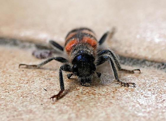 Foto van een harige rood-zwarte kever van voren gezien