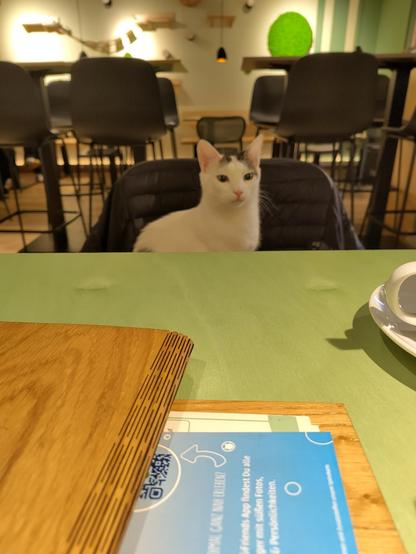 Das Bild zeigt eine ruhige Szene in einem Café. Im Vordergrund befindet sich einen grünen Tisch mit einem Holzmenu und einem weißen Teller. Im Hintergrund sitzt ein weißer Kater mit braunen Flecken auf einem Stuhl, der direkt in die Kamera schaut. über den Stuhl hängt eine schwarze Jacke. Der Raum ist mit modernen, schwarzen Stühlen und Tischen ausgestattet, die an einer Wand mit dekorativen Elementen und einer hängenden Lampe stehen. Die Atmosphäre wirkt gemütlich und einladend.