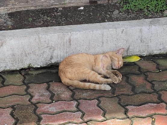 Orange striped cat sleeping on sidewalk