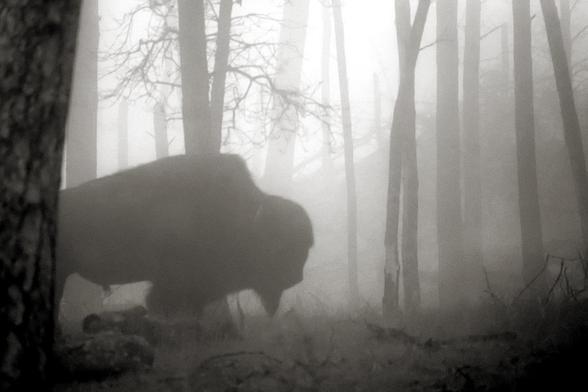 A black and white photo of a foggy forest. A silhouetted bison is ambling through the trees.
Barnabas didn’t want to be up this early. But somebody’s got to do the roaming, so he settled into his duty with a resigned sigh.