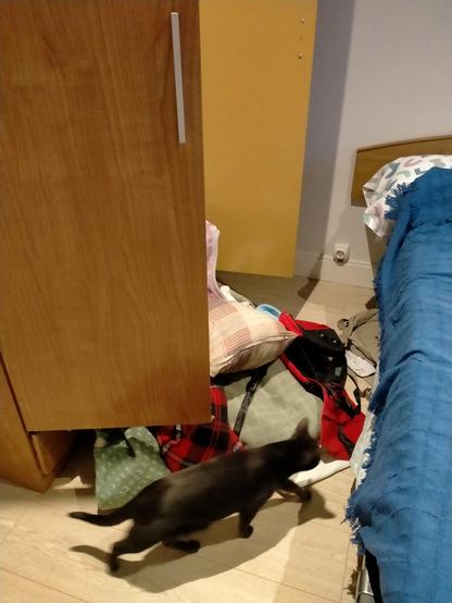 Foto de una habitación, en la que se ve a la izquierda un armario abierto de par en par y a la derecha parte de una cama. Entre el armario y la cama hay un barullo de mantas, cojines y mochilas. Por delante pasa uno de los presuntos culpables: un gato negro que sale borroso porque está corriendo a esconderse debajo de la cama, consciente de que ha hecho mal.
