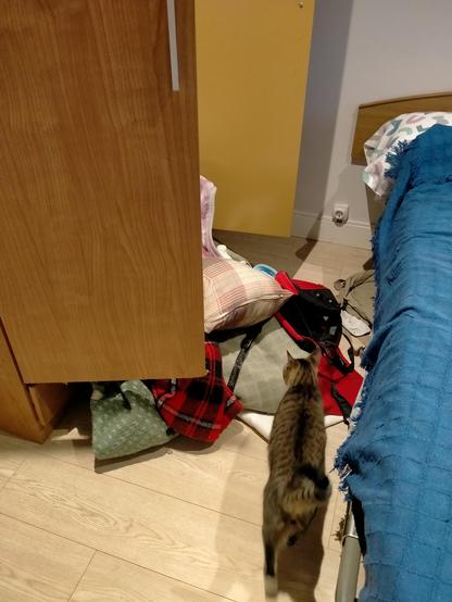 Foto del mismo escenario, pero el gato negro ha desaparecido y en su lugar hay un gato atigrado observando el caos. Aunque seguro que también ha tenido algo que ver, él no se esconde porque ni se avergüenza ni se arrepiente de sus actos.