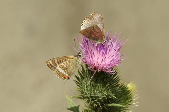 Un plano corto de dos mariposas libando sobre un cardo en flor. Una de ellas está en la parte superior de la flor, mientras que la otra aparece en el lateral izquierdo. Las alas de la que aparece a la izquierda presentan franjas color canela alternadas con blanco. Sus alas acaban en una especie de espolón muy fino, con un par de ocelos oscuros, rodeados de naranja.

La de encima presenta un patrón moteado en sus alas de color oscuro, rodeado de color blanco sobre el fondo de tonos marrones claros. Ambas tienen los ojos negros grandes y las antenas presentan el típico patrón negro-blanco alterno. El fondo de la imagen es completamente borroso y de tono crema.