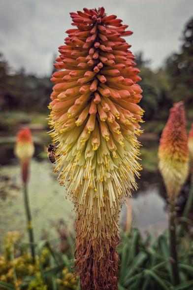 A close-up, vertical shot of a Red Hot Poker (Kniphofia) flower, showing its striking, tapered bloom transitioning from a deep reddish-orange at the top to a pale yellow and cream at the base. A small bee is visible on the side, near the yellow florets. The background is blurred, featuring two other Red Hot Poker flowers, lush green foliage, and a still pond under an overcast sky, creating a soft, moody atmosphere.
