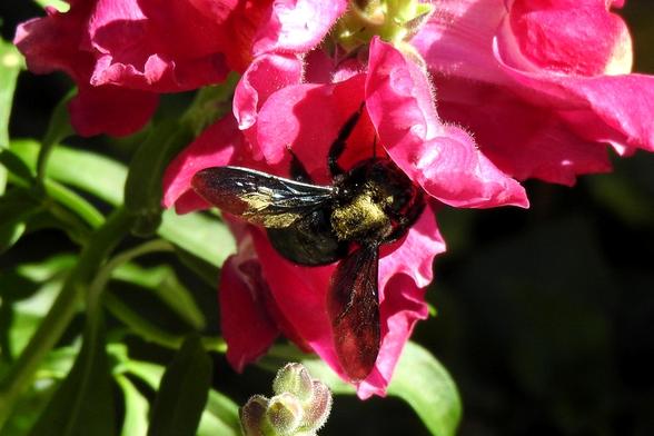 Un abejorro totalmente negro se encuentra buscando polen, suspendido de una flor. El insecto presenta los pelitos de partes de su cuerpo de tonos dorados, lo que contrasta mucho con el tono oscuro del resto de su cuerpo. Está colgado de una flor de color rojo granate, que a su vez está rodeada de más flores similares. El fondo es borroso y de color oscuro, mientras que el primer plano es muy luminoso.