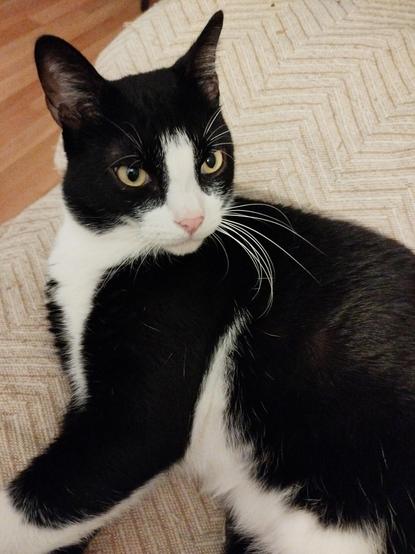 Un gato tipo esmoquin o tuxedo, de colores negro y blanco, está medio tumbado encima de un sofá de color crema. El gato tiene la cabeza ligeramente vuelta hacia la parte derecha de la imagen y mira hacia allí. Tiene una expresión seria y puede que incluso un poco molesta.