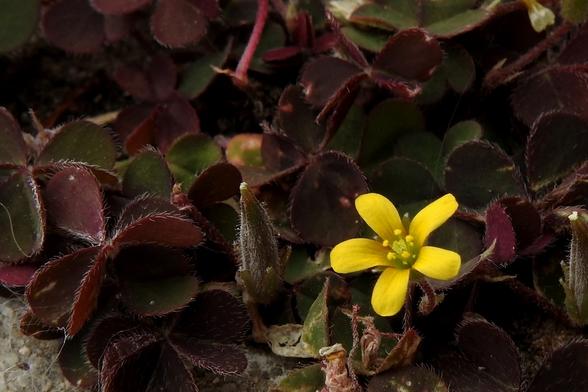 Imagen de plano corto de una planta de pequeño porte y hojas medio verde oscuro medio granate oscuro. Las hojas presentan pelitos blanquecinos en los bordes. En la parte inferior derecha, aparece una flor de pequeño tamaño y color amarillo, con 5 pétalos y 5 estambres que surgen rectos desde el centro, rodeando el pistilo de tono verde claro. El tallo de la flor es corto y también piloso y granate oscuro. En la esquina inferior izquierda de la imagen, se aprecia tierra.