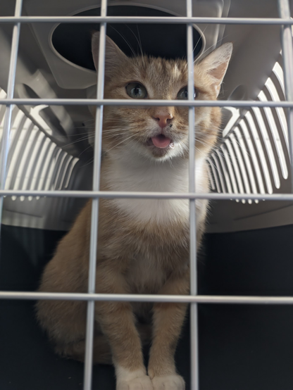 Widziana przez metalową kratkę w drzwiach kontenera siedzi ruda kotka z białą szyję i łapkami. Patrzy prosto w obiektyw i ma wysunięty język.