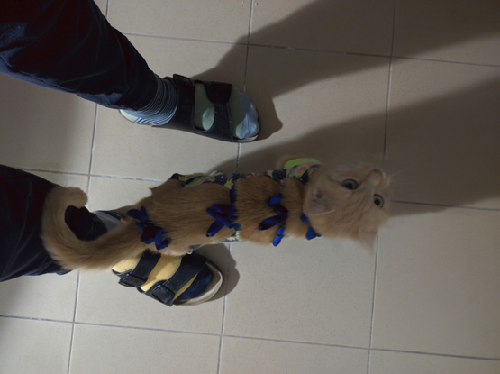 Widziana z góry rudo-biała kotka w pooperacyjnym kaftaniku stoi między moimi nogami i patrzy do góry.