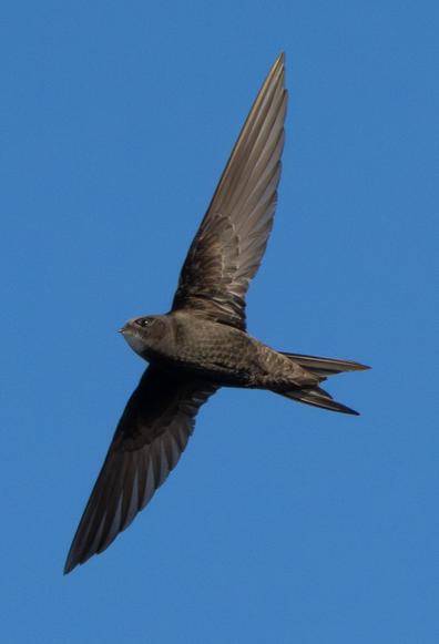 Mauersegler im Flug