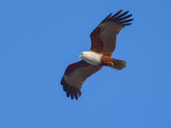 A kite in flight, wings outstretched, almost directly overhead of the photographers vantage point