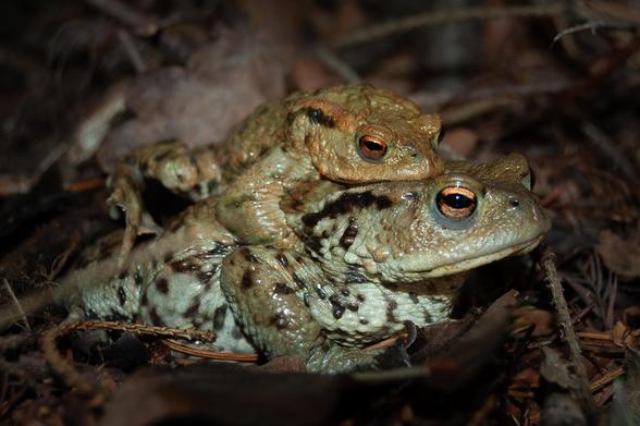 A photo of two toads mating on the forest ground.