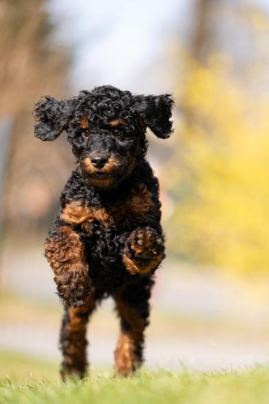 A picture of a phantom poodle, mid run.