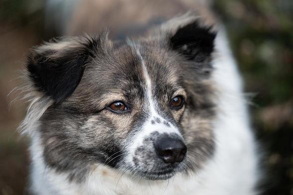 A portrait of a dog.