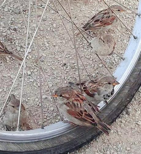 Das Bild zeigt mehrere Spatzen, die zwischen den Speichen eines Fahrradreifens auf dem Boden sitzen oder stehen. Der Reifen liegt auf einem kiesigen Untergrund. Zwei Spatzen hocken direkt auf dem Reifen, andere halten sich zwischen den Speichen auf.