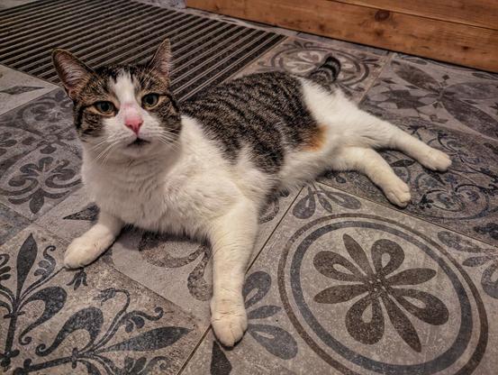 A relaxed tabby cat with a white and grey striped coat is lying on its side on a decorative tiled floor. The cat’s fur features a mix of white, grey, and brown patches, and it has a distinctive pink nose. Its front legs are stretched out in front, and it gazes directly at the camera with a curious expression. The floor beneath the cat is adorned with intricate patterns, including floral and geometric designs in shades of grey and brown. In the background, a wooden surface and a door mat can be seen, adding to the homely setting.