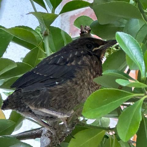Blackbird chick sitting in a bush calling for their mom to feed them