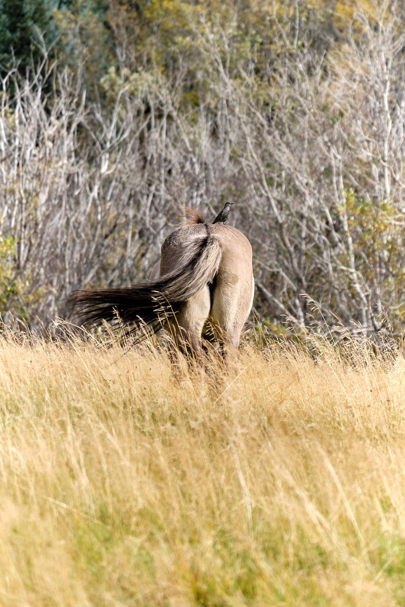 A horse's butt with a starling on top
