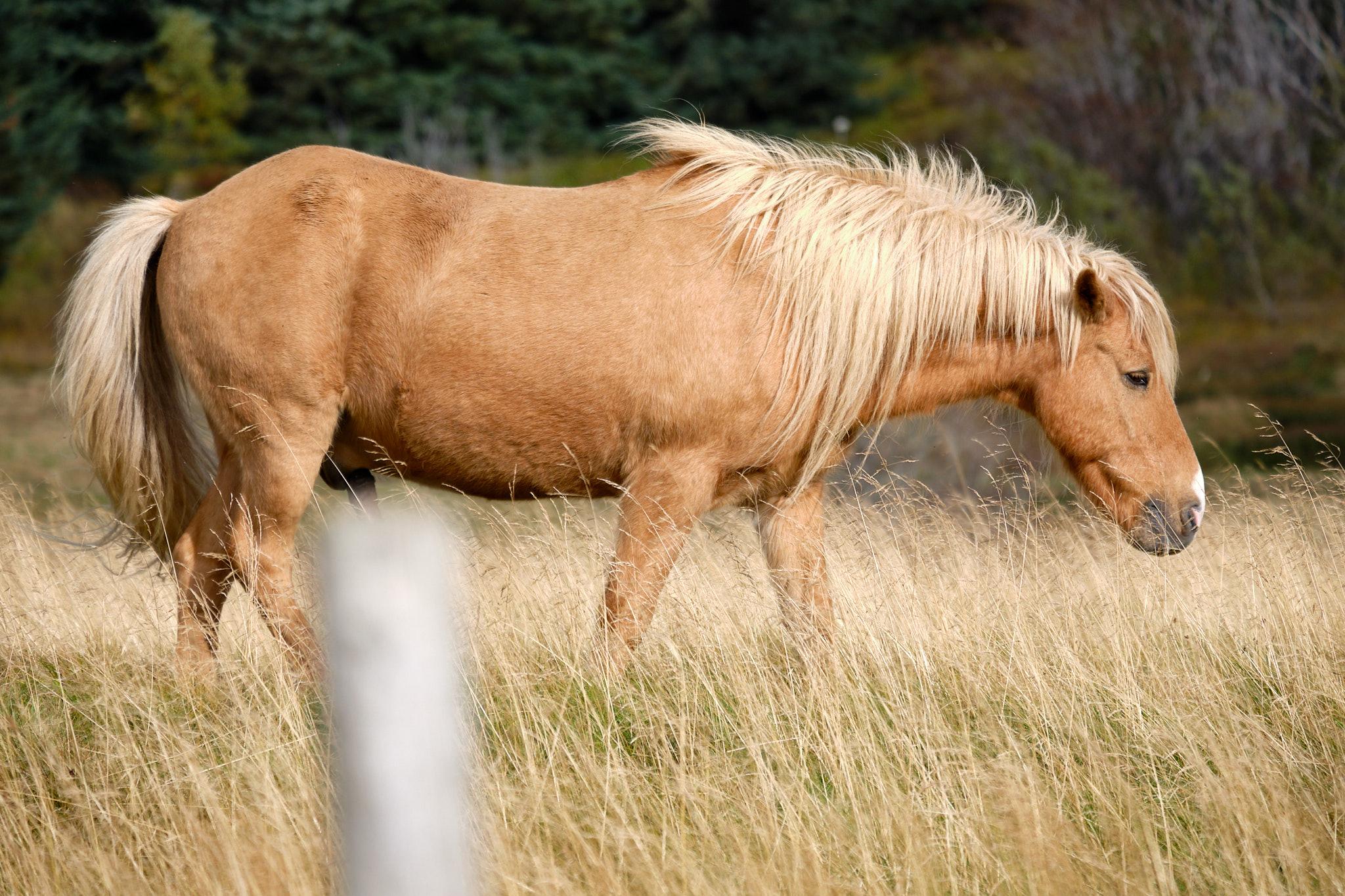 A horse without a starling, just being kind of chill.