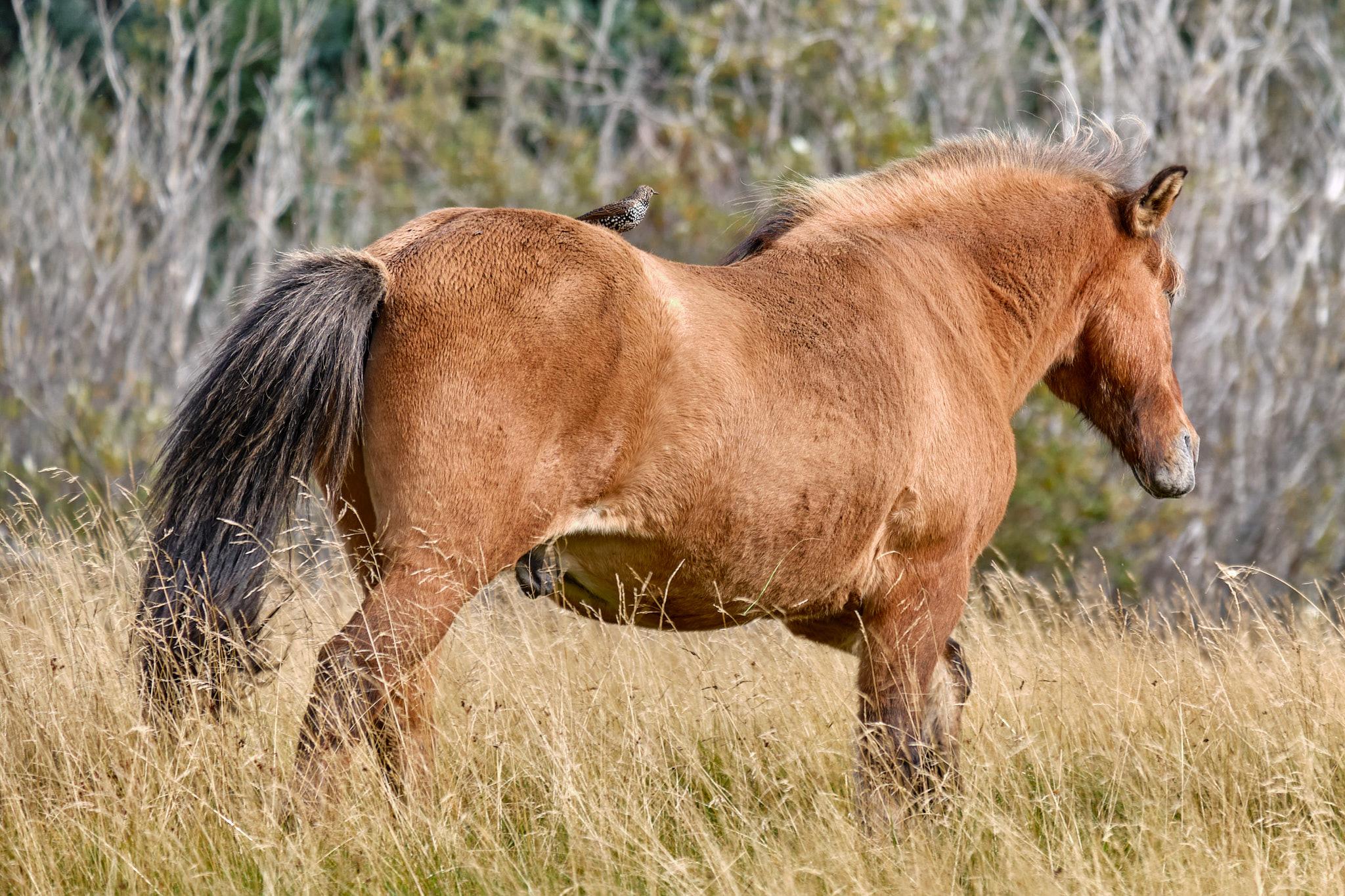 A horse that's casually strolling across a field and the starling that's on its back