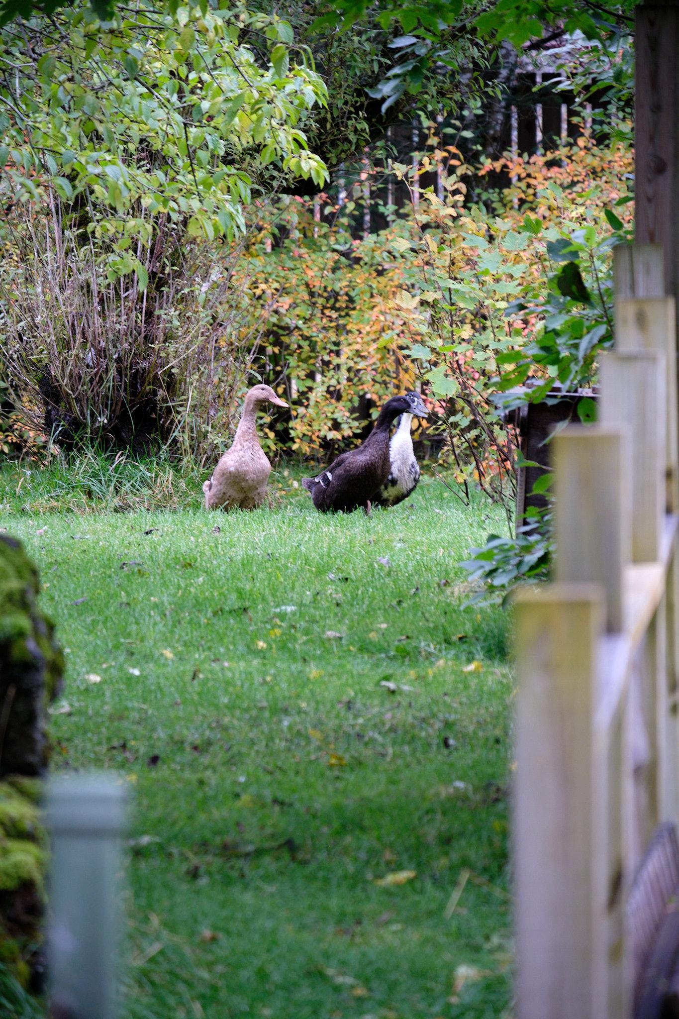 Seen through a fence gate, three ducks.