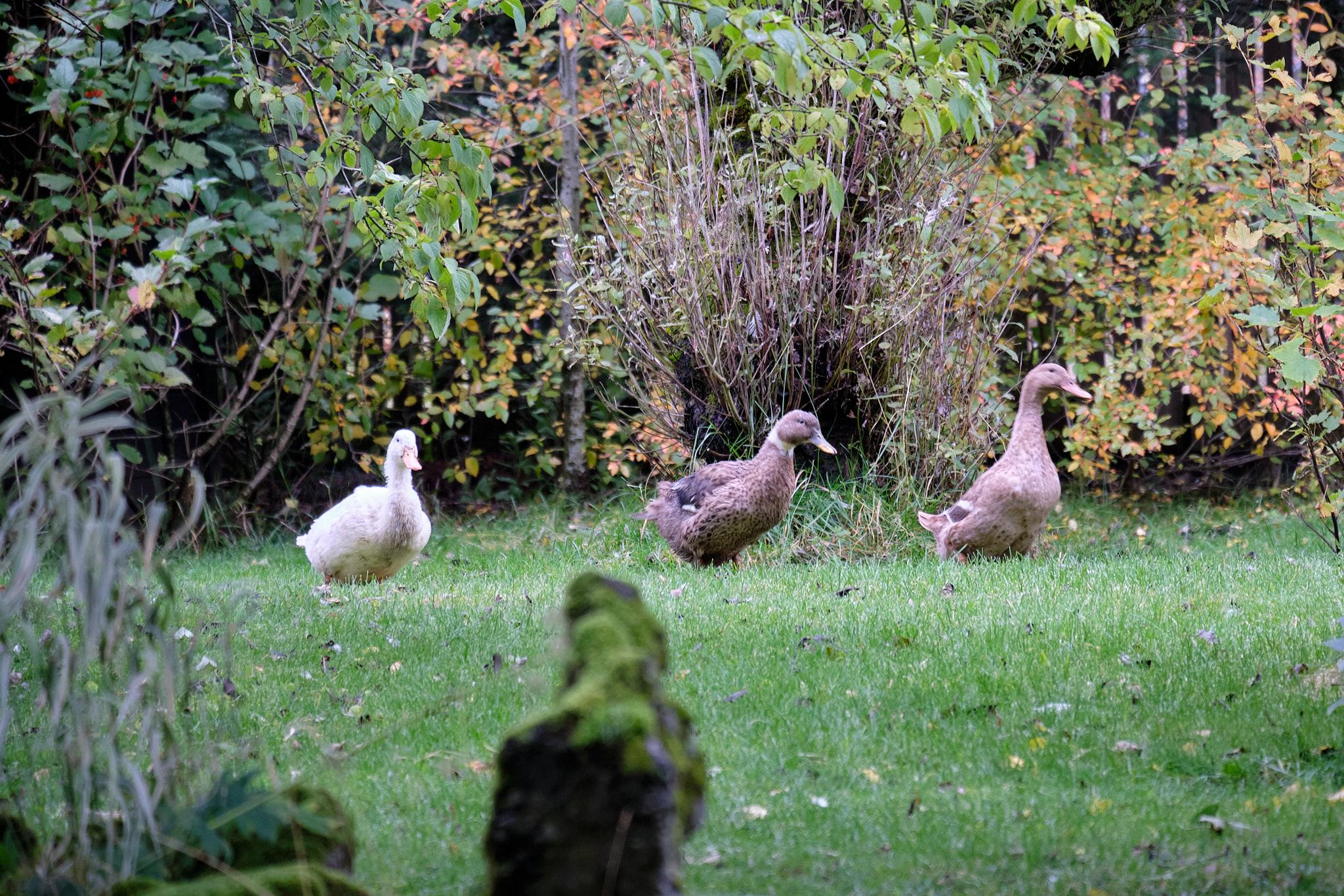 Two more ducks have joined the others, but this is still a photo of three ducks.