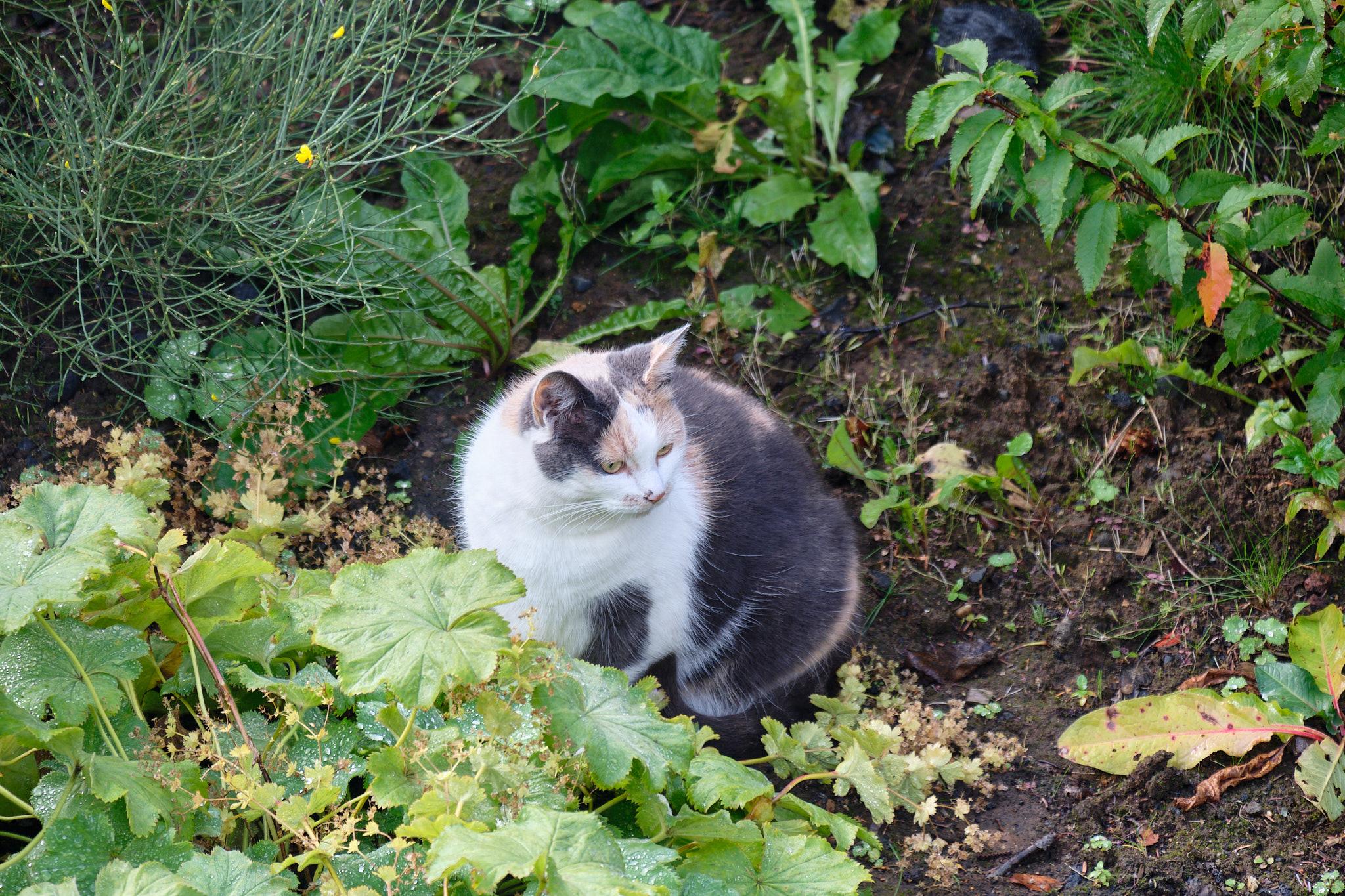 Skotta, a calico-patterned cat, inspects her surroundings as she sits next to plants covered with raindrops
