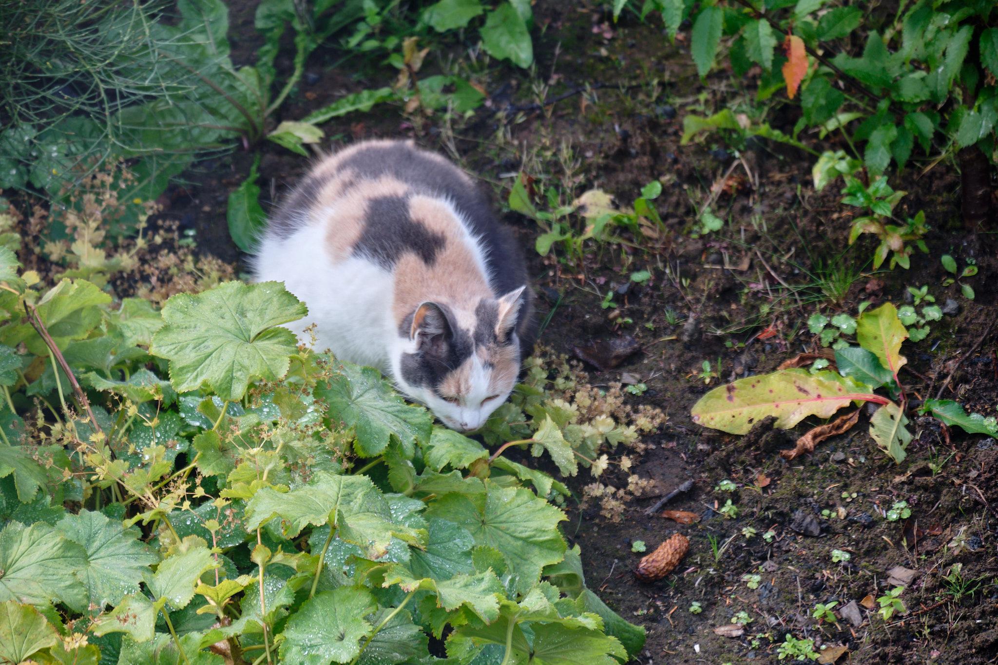 Here she licks some of those drops off the plant