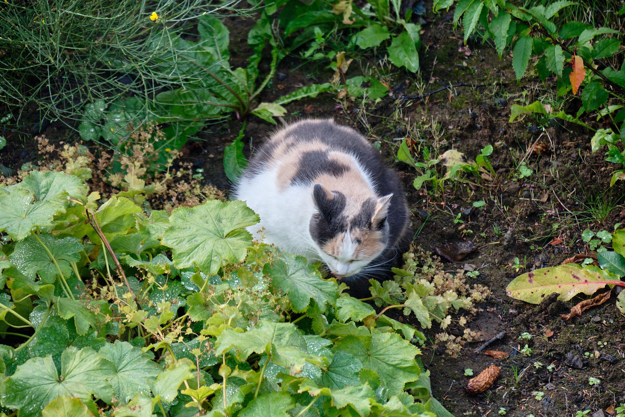 Again, she licks the drops. The water connoisseur