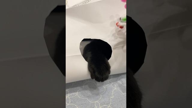 こげこげ🐾クリームパン　#黒猫 #ボンベイ #子猫 #ねこ #肉球 #ねこ動画 #ねこのいる生活 #ねこのいる暮らし #猫好きさんと繋がりたい #かわいい #癒やし #おもちゃ #遊び #手作り