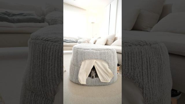 これカインズ版のイタグレホイホイ認定でしょ！？！？#shorts