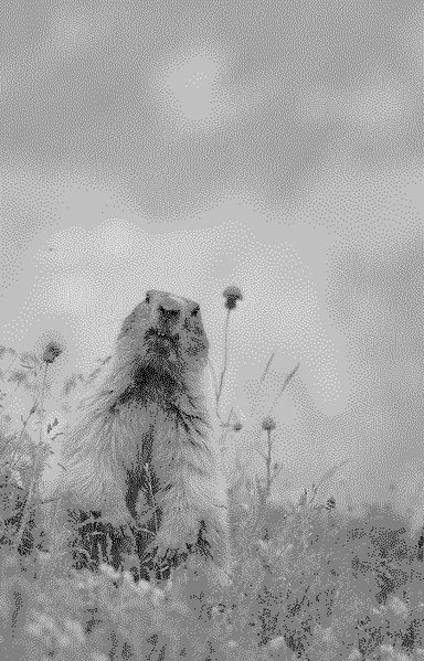 A black and white picture of a marmot made up of 4 graytones. The dots used for shading and highlighting are clearly visible. The marmot sits in a grassfield and looks straight into the camera, with his front legs hanging down over his belly. Two upper teeth can be seen because the mouth is slightly open.