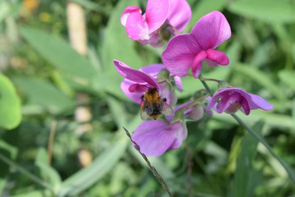 Hummel sitzt auf einer lila Blüte.