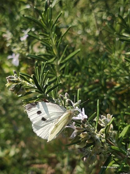 Scheefbloemwitje voedend op de rozemarijn struik.