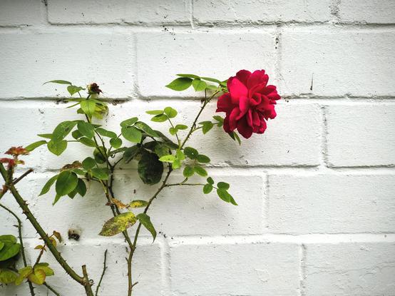 Eine Rose vor einer weiß gestrichenen Ziegelsteinwand