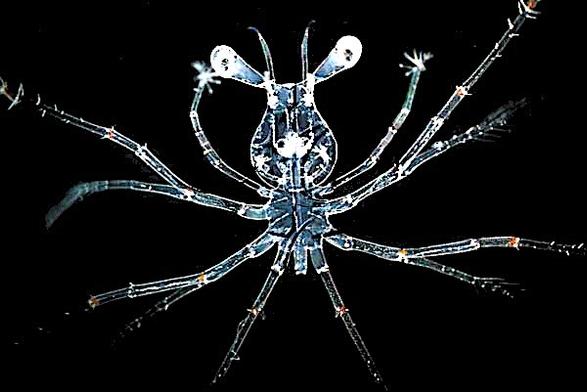 image/jpeg a darkfield micrograph of a spider-like transparent crustacean larva with extremely long legs and bulging stalked eyes.
CC BY-SA 4.0