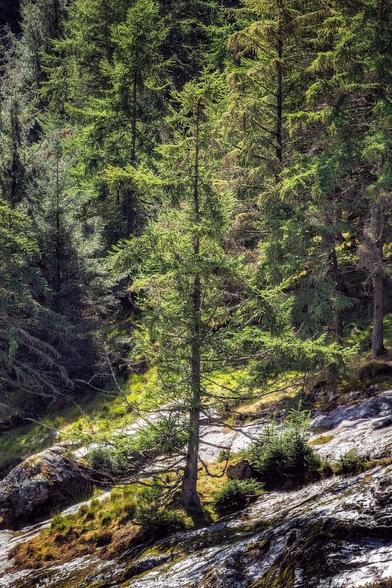 A vertical shot of a sun-dappled hillside covered in coniferous trees, mossy rocks, and patches of bright green grass. A prominent evergreen tree stands near the centre, illuminated by a shaft of sunlight, contrasting with the dark shadows of the dense forest behind it. The foreground features grey, textured rock and earth.