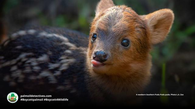 Southern pudu baby with his tongue sticking out
