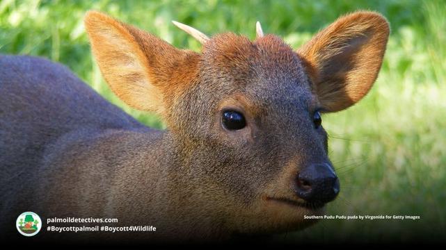 Southern Pudu Pudu puda