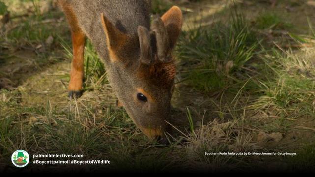 Male Southern Pudu Pudu puda growing his short spiky antlers