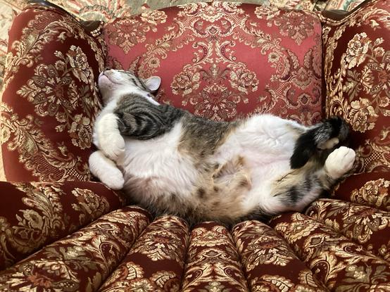 A Photo shot looking down from the back of a dark red and gold brocade rollback armchair. Tigerlily, tabby and white on her back head thrown back front paws hanging tail, curled up between back legs. Happy Caturday day.
