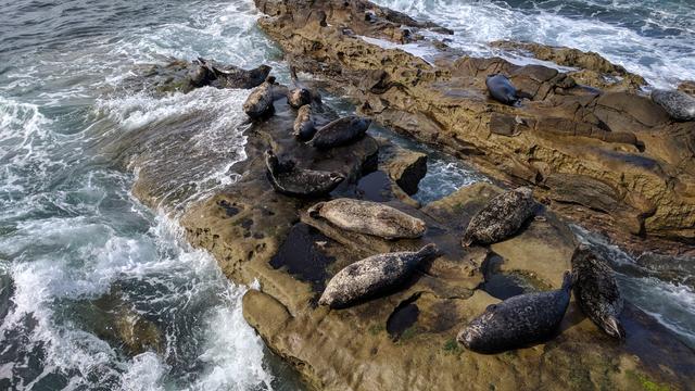 "Man suffers only because he takes seriously what the gods made for fun."
~ Alan W. Watts
.
.
.
#lajolla
#ocean #wilderness #wildlife
#nature #outdoors #california #photography #natura #gooutside #exploration #goexplore #wanderer #pacificocean #pacific